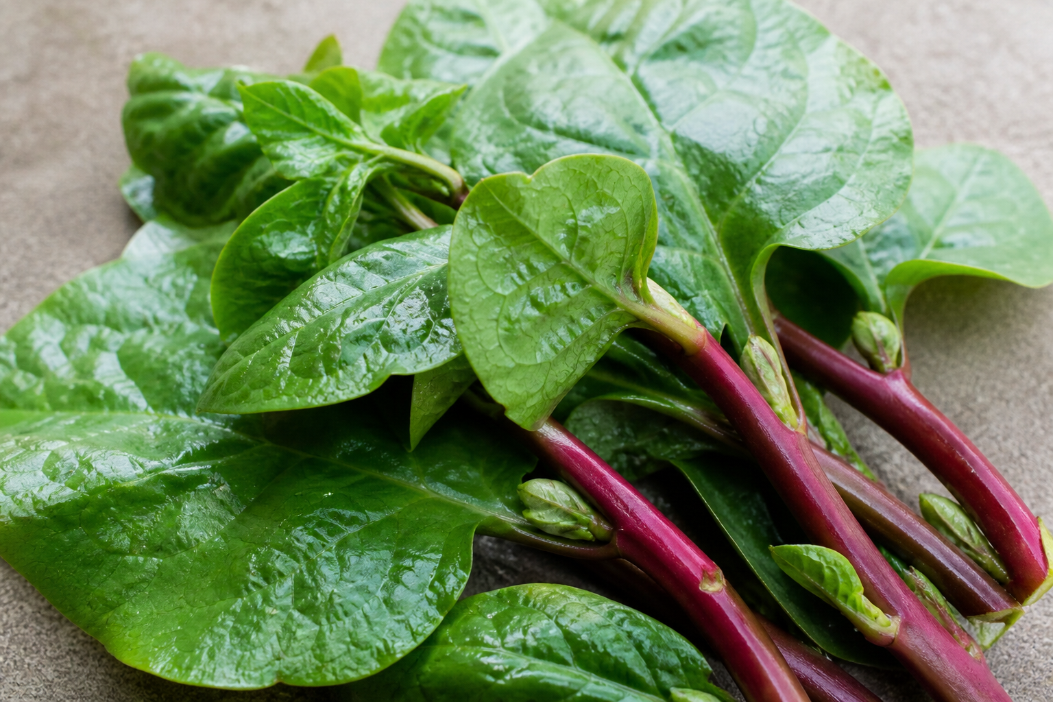 Malabar Spinach