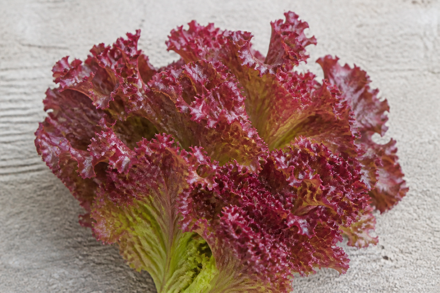 Lollo Rosso Lettuce