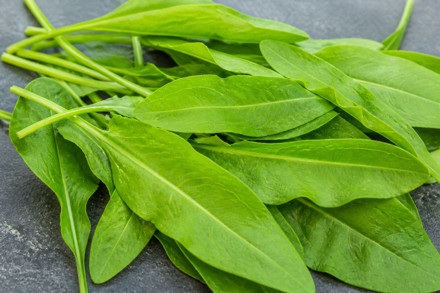 Garden Sorrel