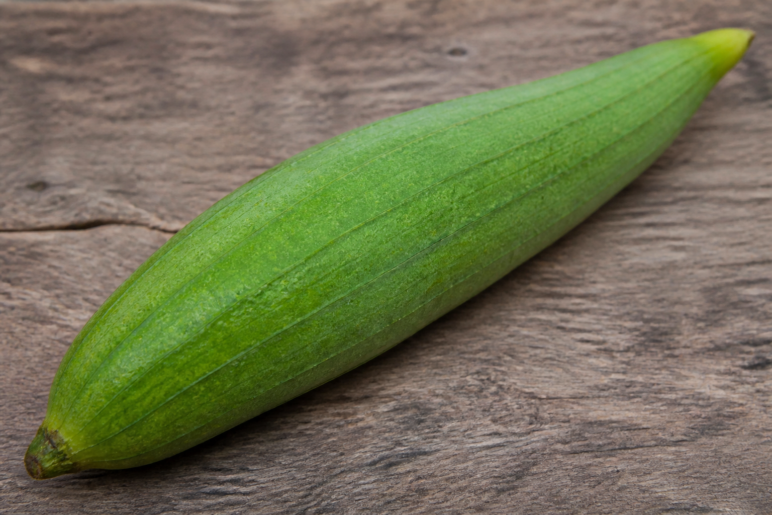 Smooth Luffa Gourd