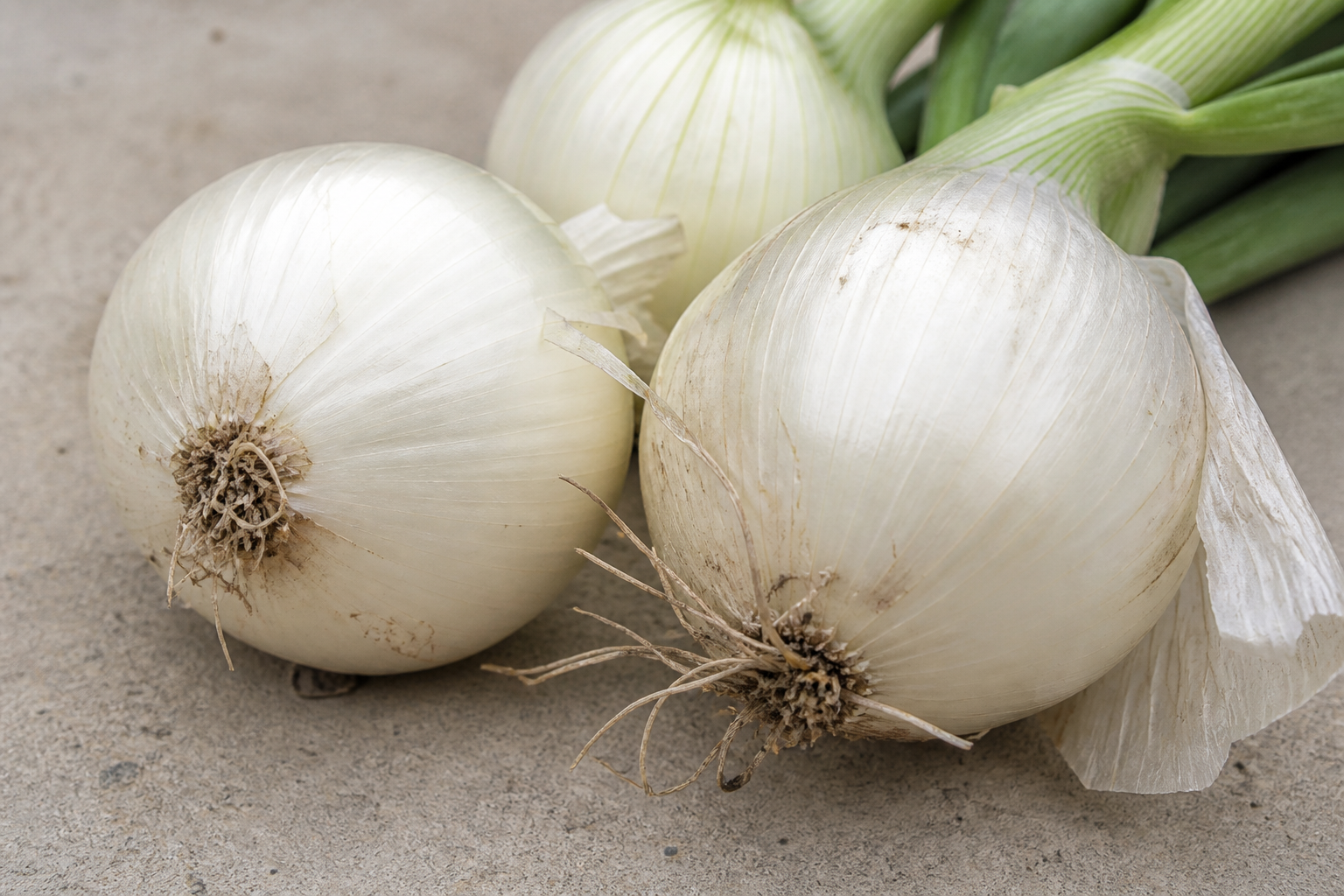 White Onion
