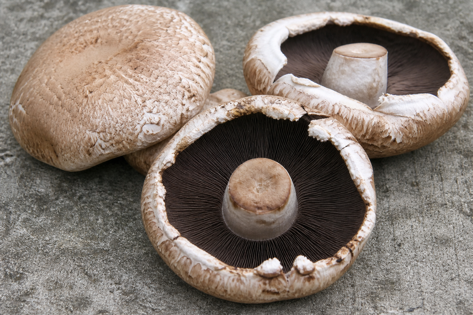 Portobello Mushroom