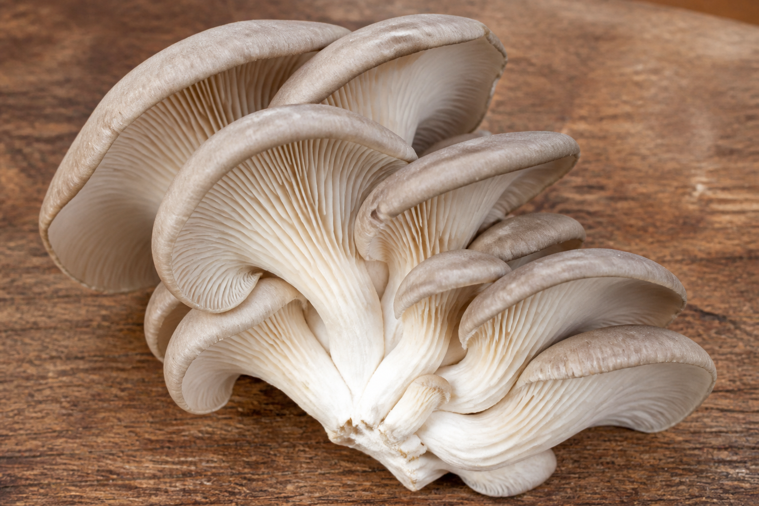 Oyster Mushroom