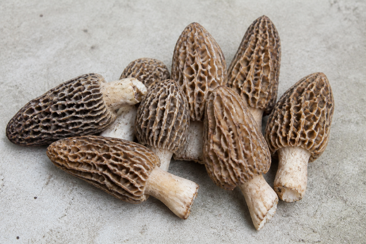 Morel Mushroom