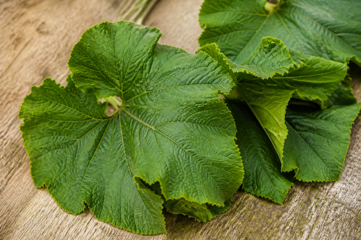 Pumpkin Leaves
